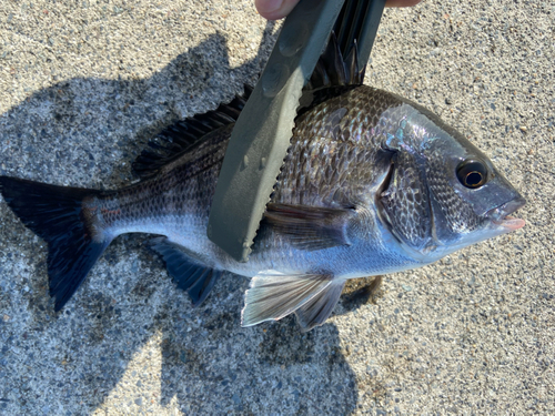 クロダイの釣果