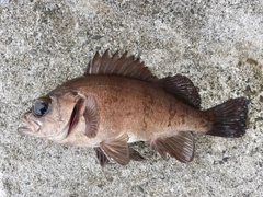 メバルの釣果