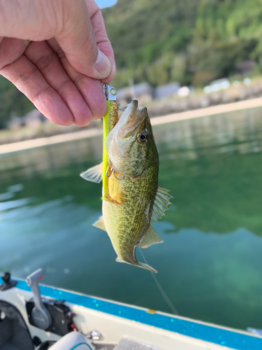 ハスの釣果