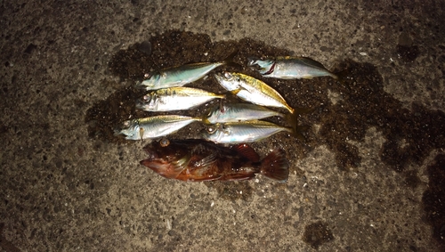 アジの釣果