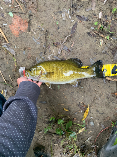 スモールマウスバスの釣果