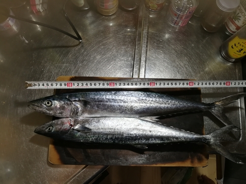 サゴシの釣果