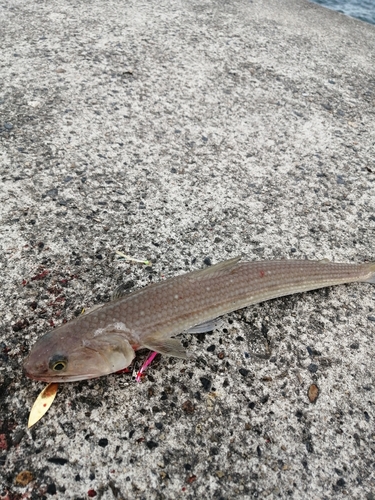 エソの釣果