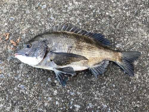 クロダイの釣果