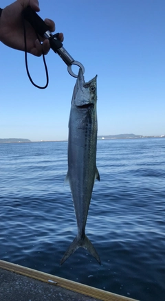 サゴシの釣果