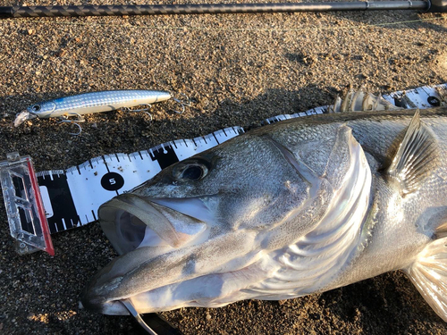 シーバスの釣果