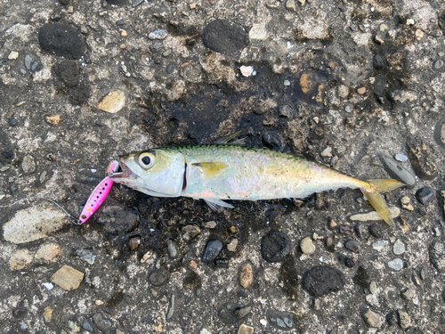 サバの釣果