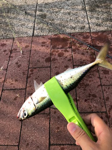 サバの釣果