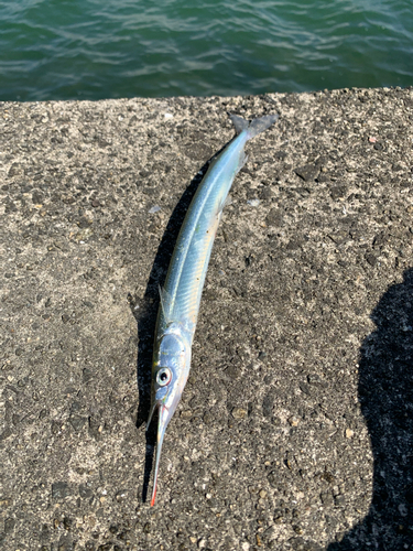 サヨリの釣果