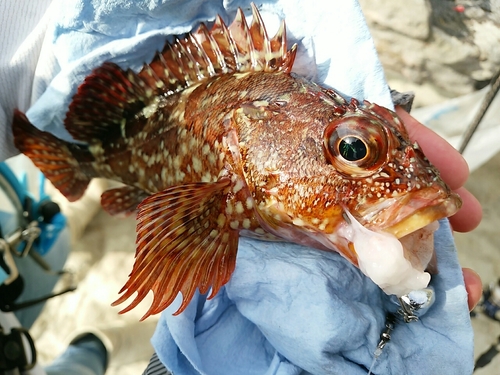 カサゴの釣果