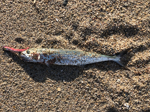 サゴシの釣果