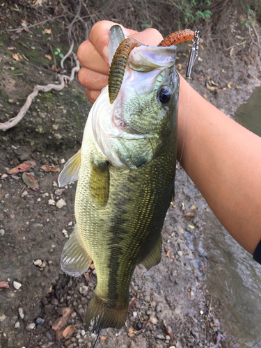 ラージマウスバスの釣果