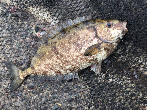 アイゴの釣果