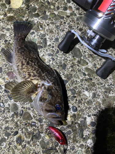 クロソイの釣果