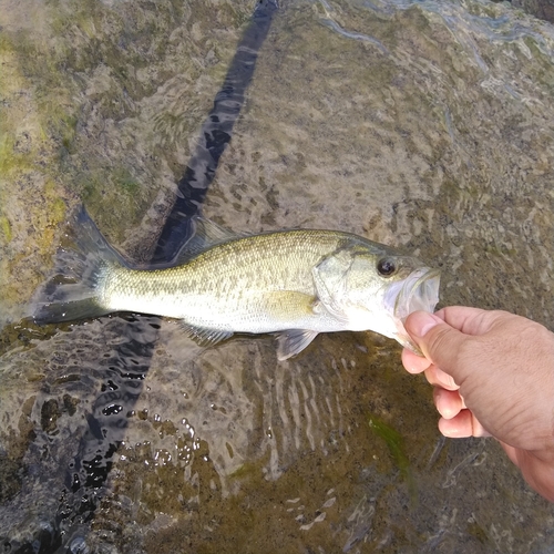 ラージマウスバスの釣果