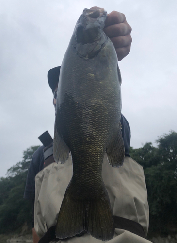 スモールマウスバスの釣果