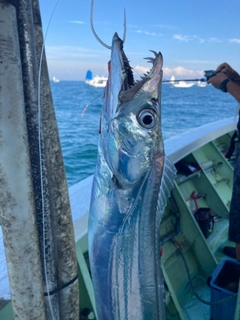 タチウオの釣果