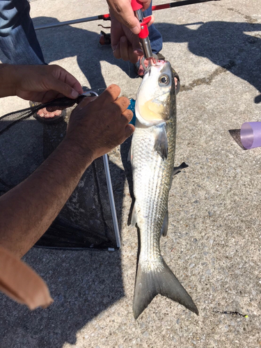 ボラの釣果