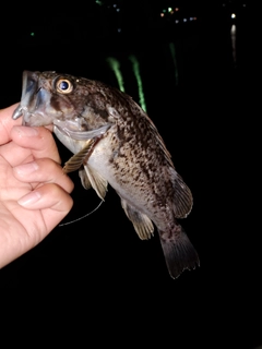 クロソイの釣果