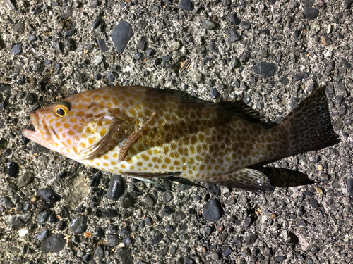 オオモンハタの釣果