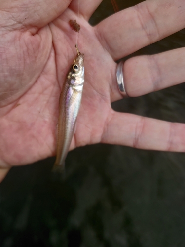 シロギスの釣果