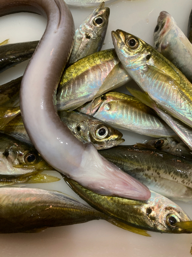 クロアナゴの釣果