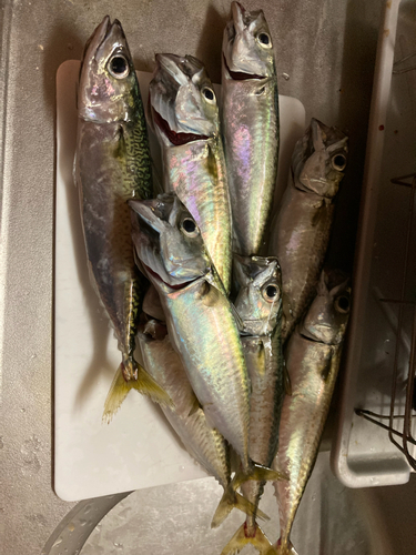 サバの釣果