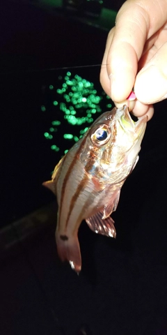 オオスジイシモチの釣果