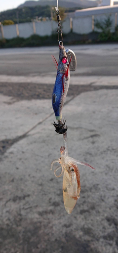 マメイカの釣果