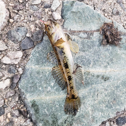 ハゼの釣果