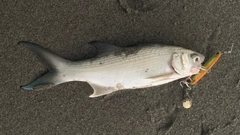 ツバメコノシロの釣果