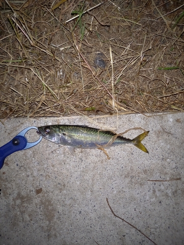 サバの釣果