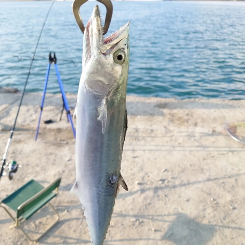 サゴシの釣果