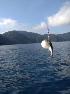 アコウの釣果