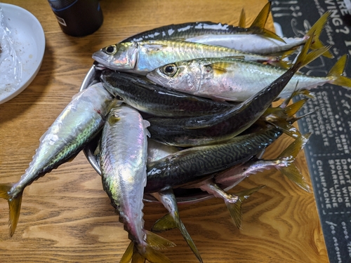 サバの釣果