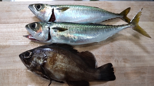 サバの釣果