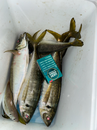 ヒラアジの釣果