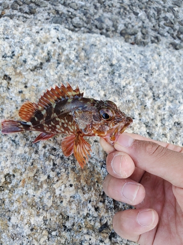 カサゴの釣果