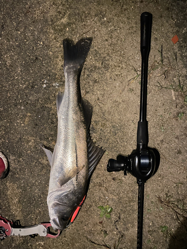 釣果