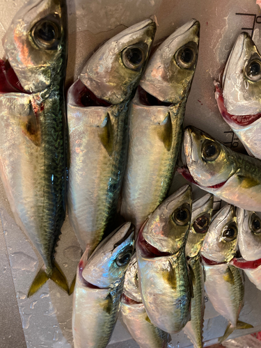 サバの釣果