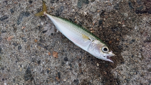 カタクチイワシの釣果