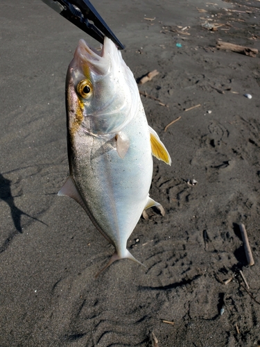 ショゴの釣果