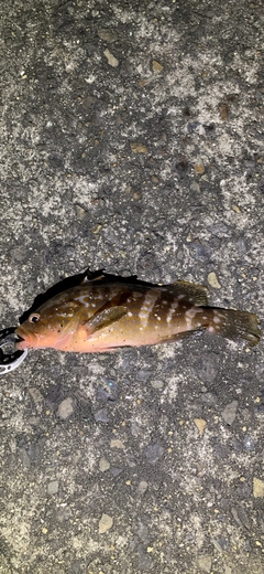 アコウの釣果