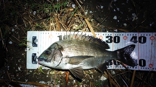 チヌの釣果