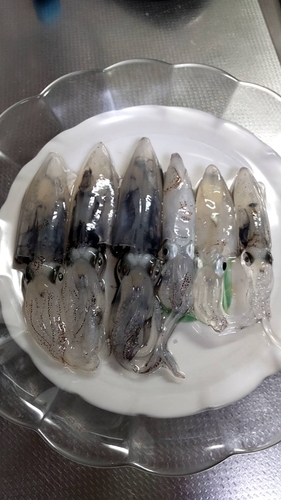 マメイカの釣果