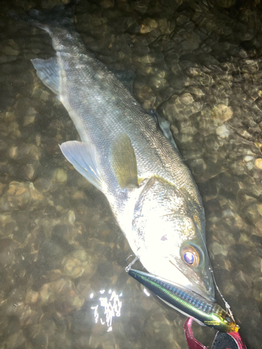 シーバスの釣果