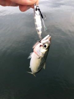 サバの釣果