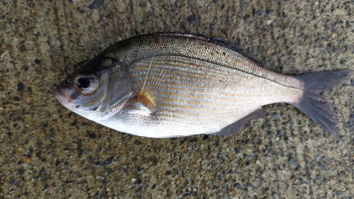 ウミタナゴの釣果