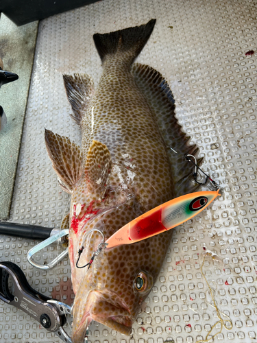 オオモンハタの釣果