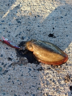 モンゴウイカの釣果